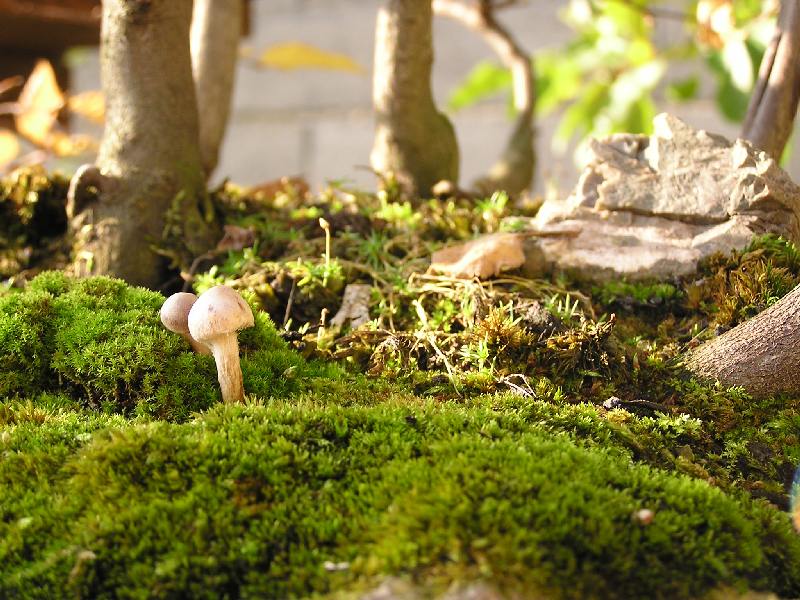 houby v lese
