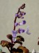 plectranthus ernsti - květ